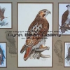 Birds of Prey art by Lynn Bean 120